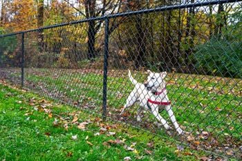 Pet park
